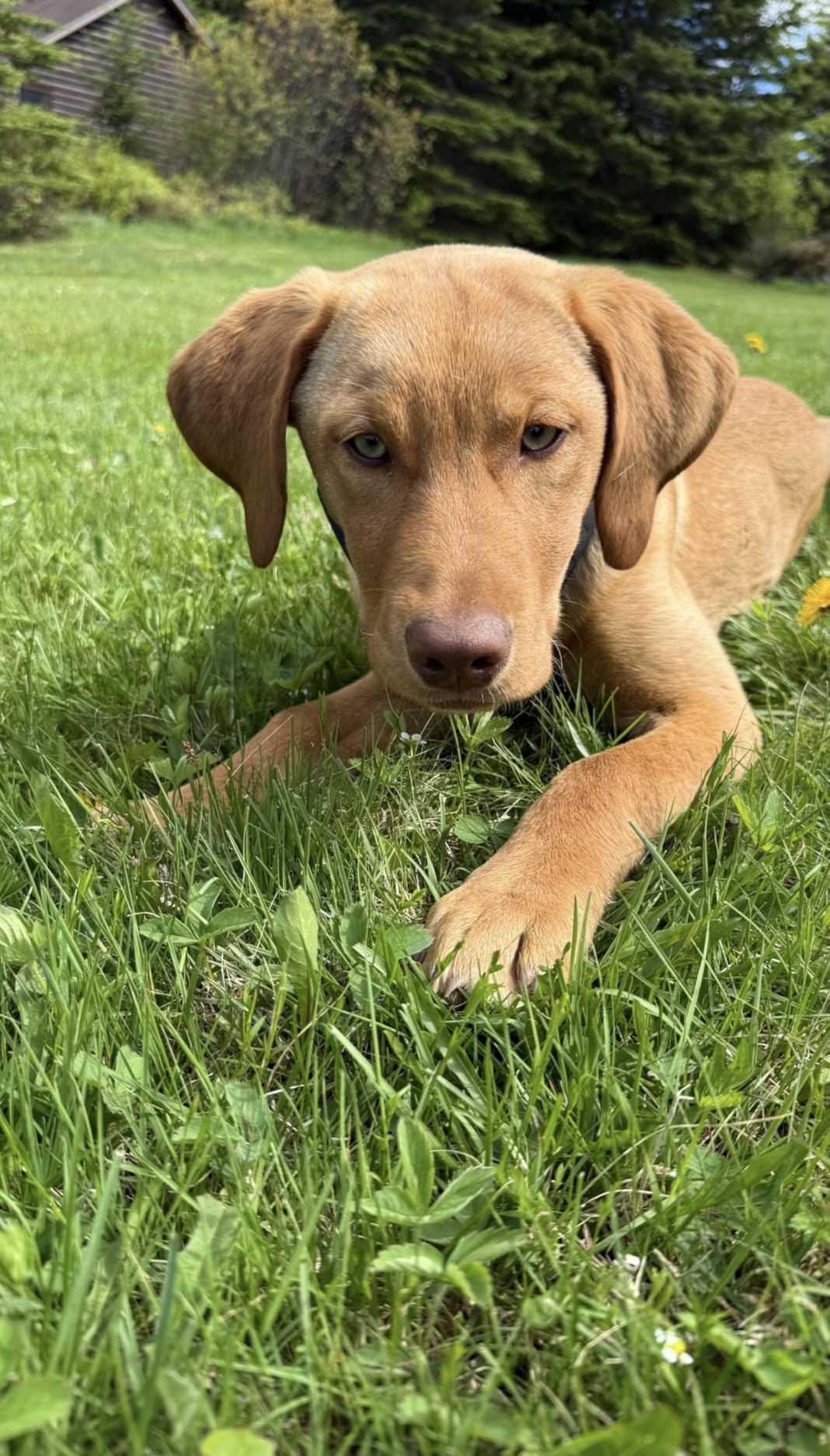 SpotOn GPS Dog Collar Nova Edition, Wireless GPS Fence, App-Controlled Boundaries, No Subscription Required customer photo 2