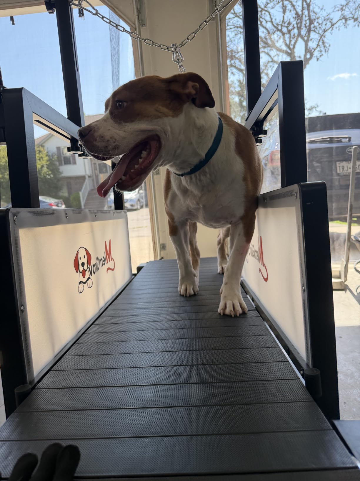 Dog Treadmill with Pin-Hinged Track & 3-Layer Shock Absorption | Waterproof dirt-resistant slats, secure disc brake lock, speed monitor, quiet wheels for indoor outdoor large pet cardio. customer photo 2