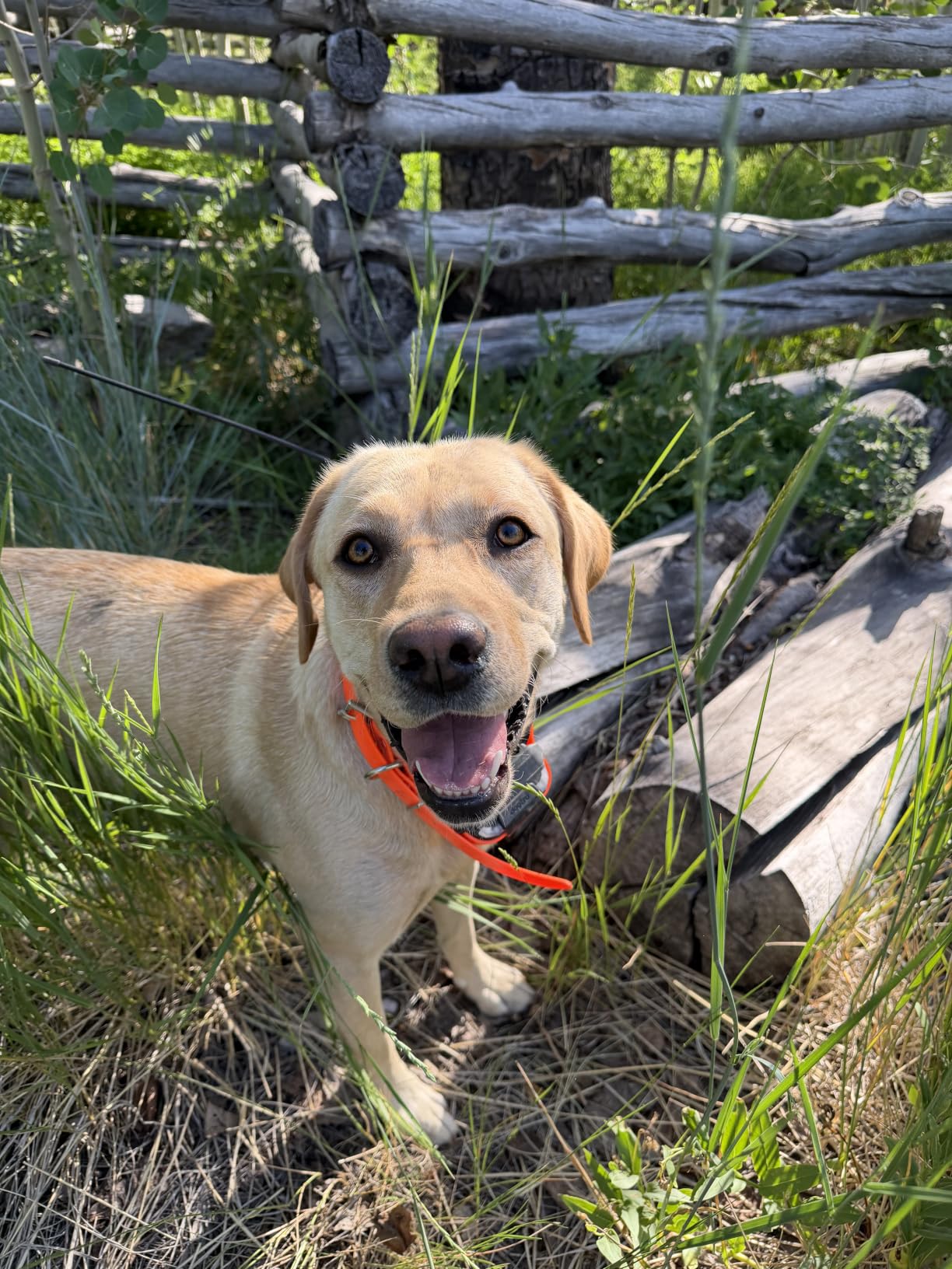 Dogtra PATHFINDER2 MINI Compass Live GPS Dog Tracking & Training System - 4-Mile Range E-Collar Handheld with No Subscription, Offline Maps, GPS Fence, Expandable up to 21 Dogs, for Dogs 15+ lbs customer photo 2