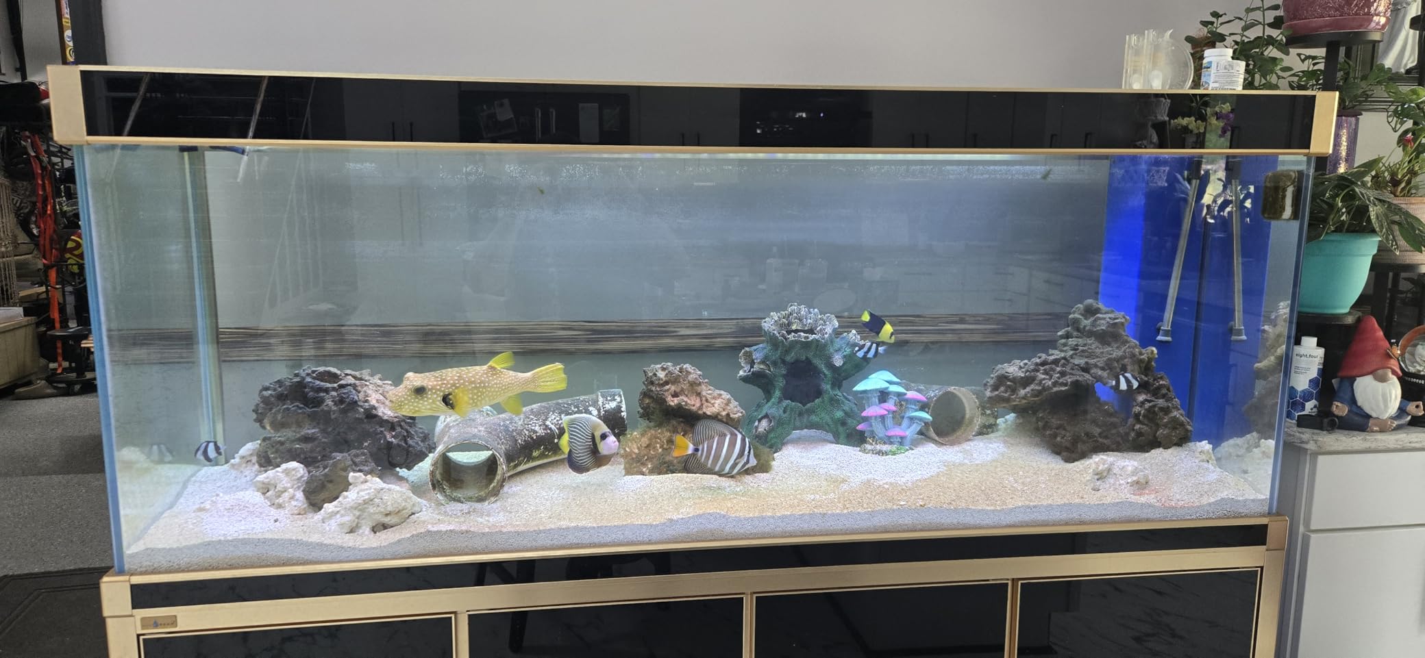 Aqua Dream 175 Gallon Freshwater Glass Aquarium with Aluminum Cabinet - All in One Fish Tank System with Sump Filtration Integrated Plumbing and LED Lighting in White customer photo 1