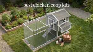 best chicken coop kits