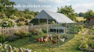 best walk in chicken coops