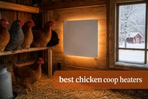 best chicken coop heaters