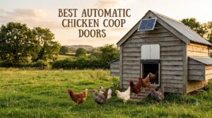 best automatic chicken coop doors