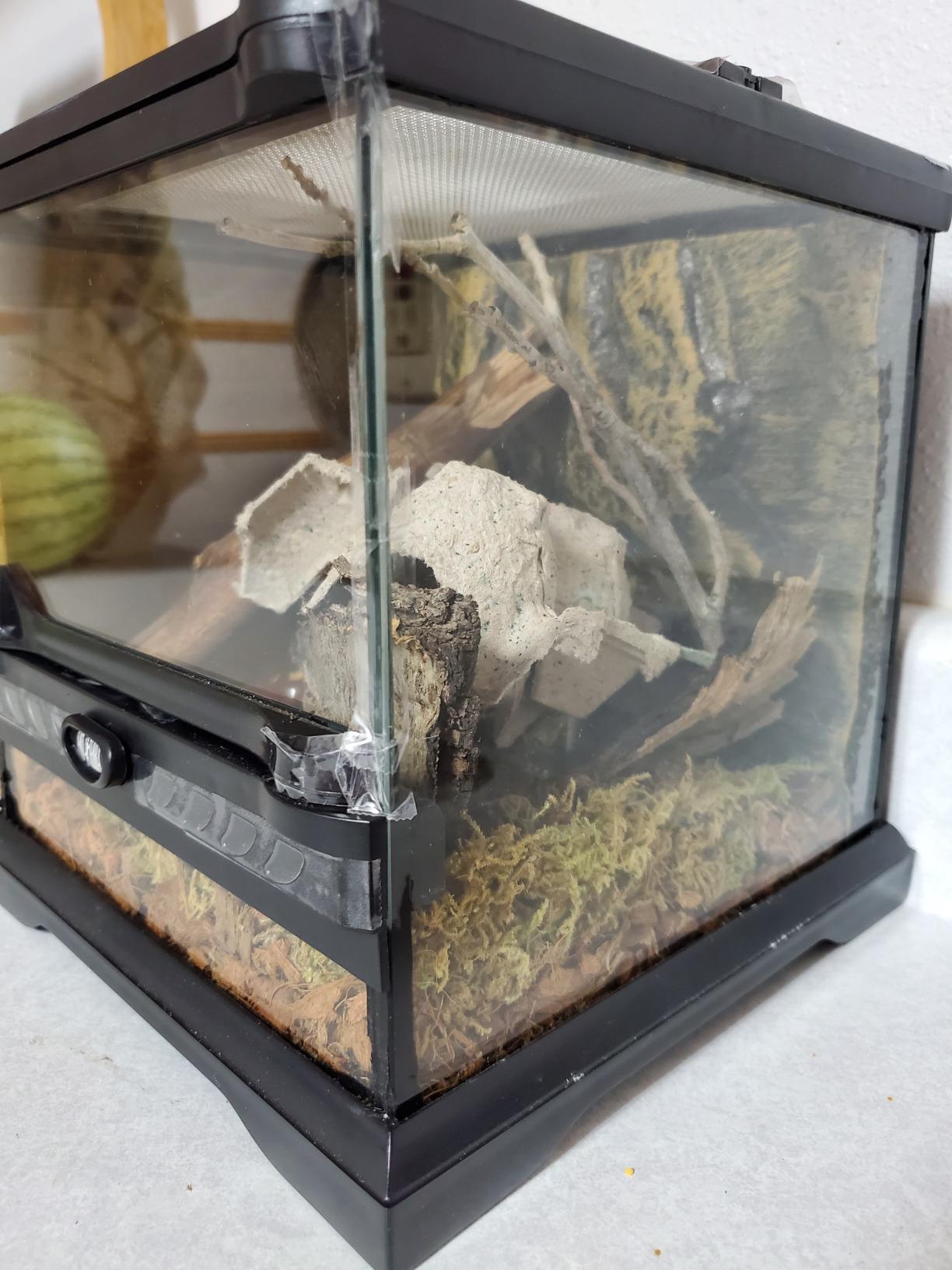 Exo Terra Glass Nano Terrarium Kit, 8 x 8 x 12 Inches | For Reptiles and Amphibians customer photo 1