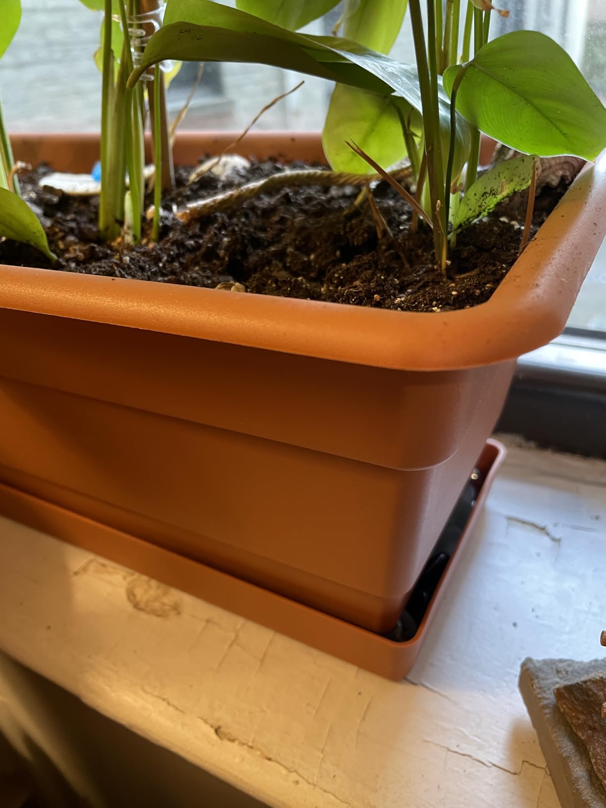 Bloem Dura Cotta Window Box Planter: 24