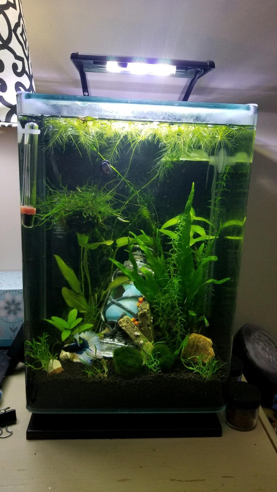 Marineland Portrait Glass LED Aquarium Kit, 5 Gallons, Hidden Filtration,Black customer photo 1