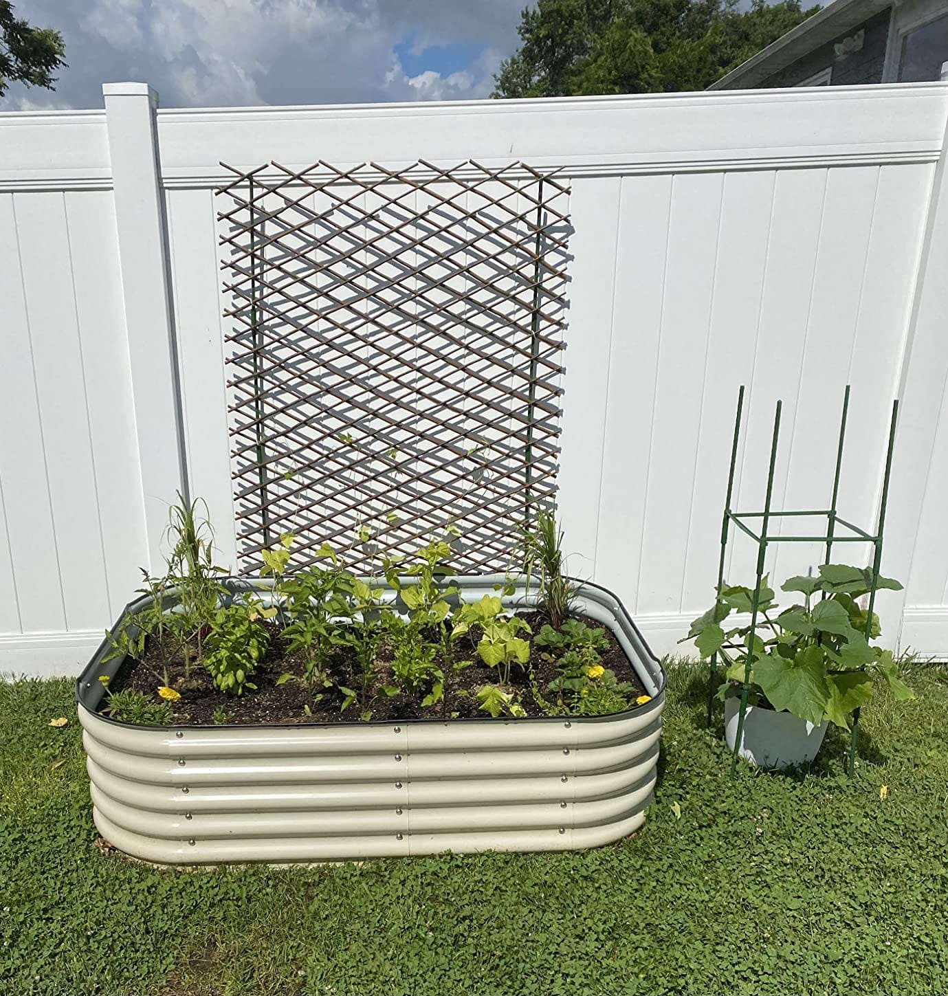 Expandable Garden Trellis Plant Support Willow Lattice Fence Panel for Climbing Plants Vine Ivy Rose Cucumbers Clematis 36X92 Inch customer photo 1
