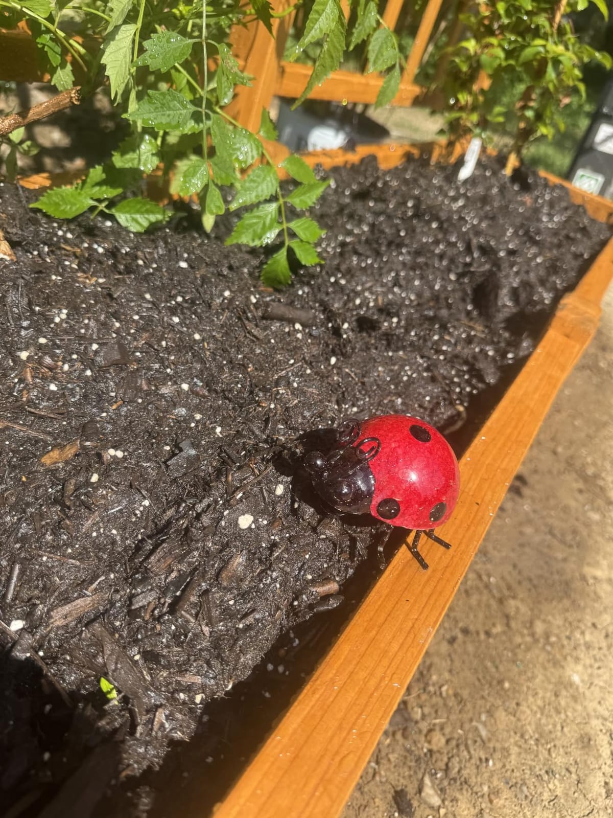 Metal Garden Wall Art Decorative Set of 4 Cute Ladybugs customer photo 2