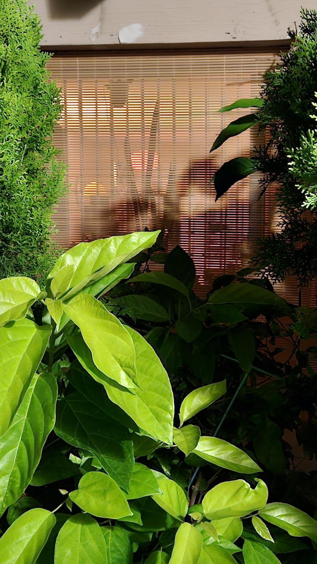 Radiance Cordless Outdoor Shades for Porch, Patio & Windows - Waterproof PVC Blinds for Indoor & Outdoor - Roll-Up Patio Privacy Screen for Diffuse Sunlight - Woodgrain - 48