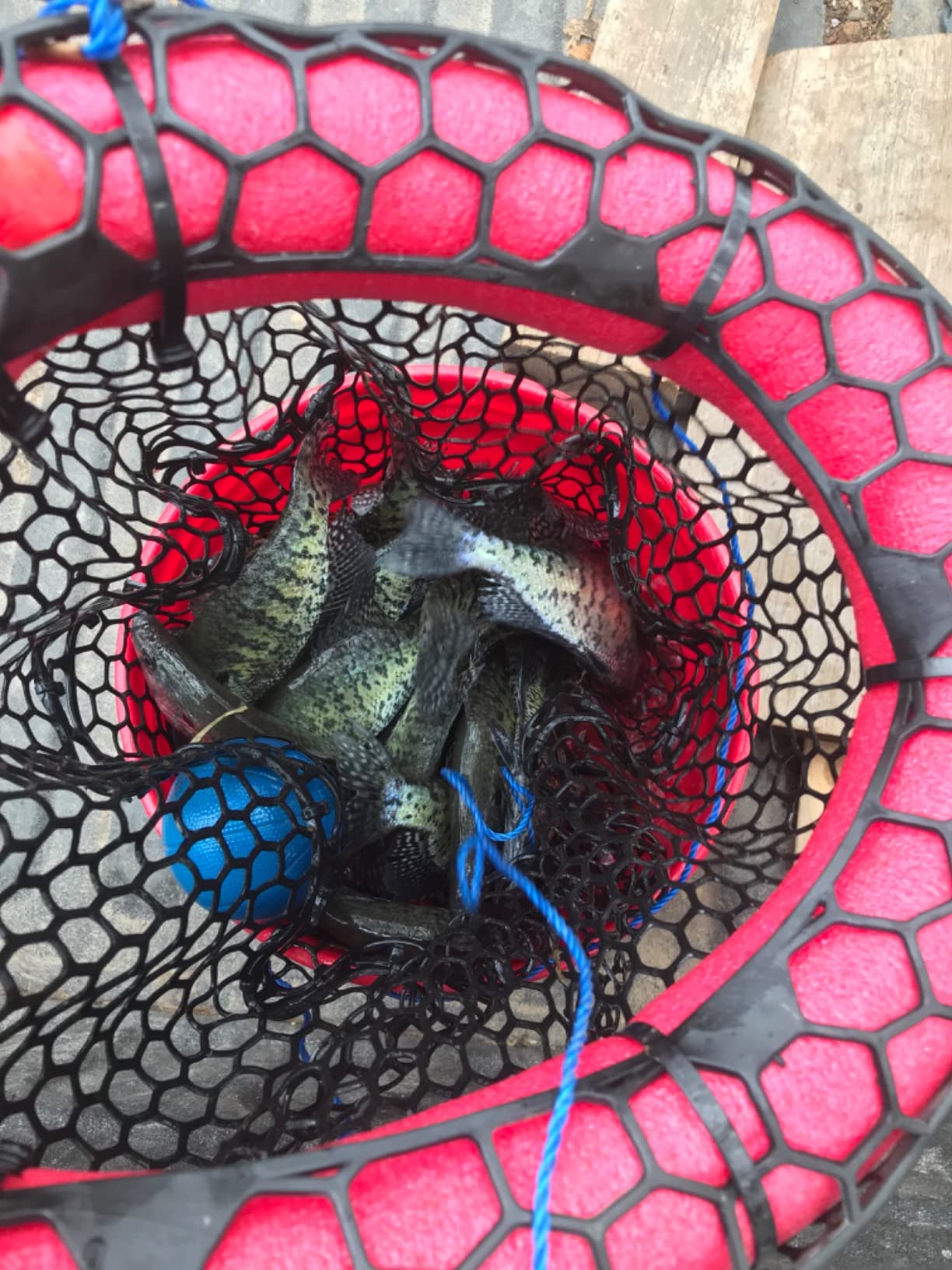 Anglers' Best Livewell Buddy: Silicone Fish Basket, Net Bait Basket, Ideal for Boat, Kayak, Canoe, and Bank Fishing, Fishing Accessories for Live Fish customer photo 1