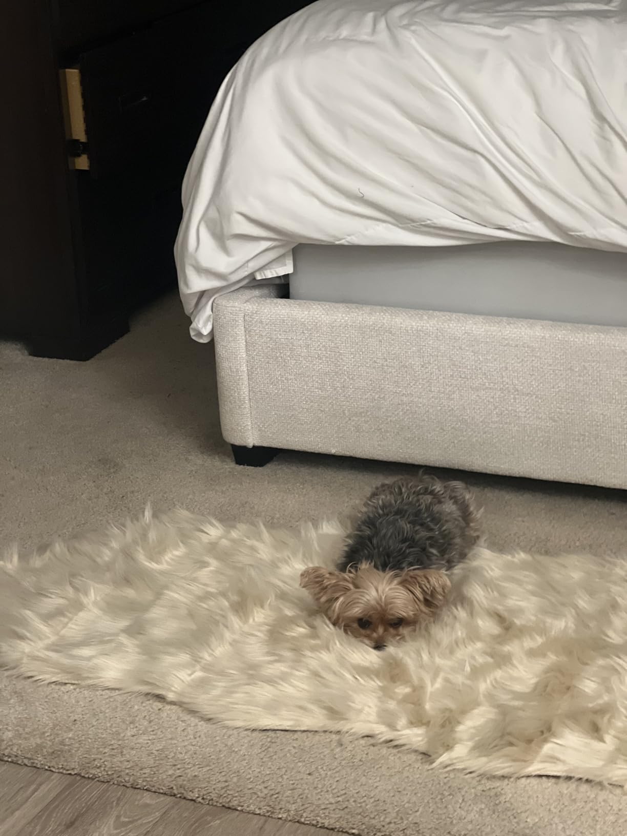 EasyJoy Ultra Soft Fluffy/Fuzzy Shaggy Area Rug Faux Fur Chair Cover Seat Pad for Bedroom Floor Sofa Living Room (2 x 6 ft Sheepskin, Beige) customer photo 2