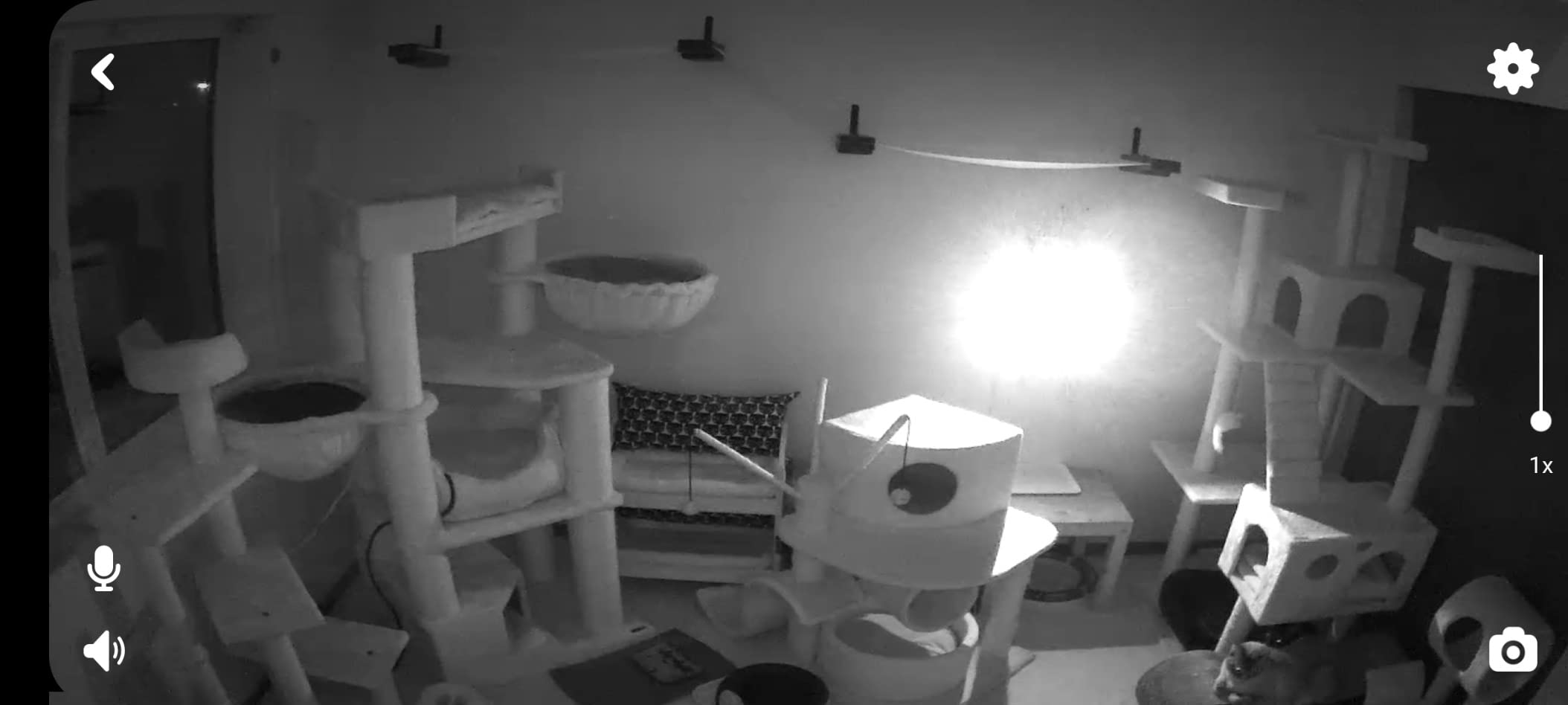 Petcube Cam – Indoor Wi-Fi Pet & Security Camera with App customer photo 1