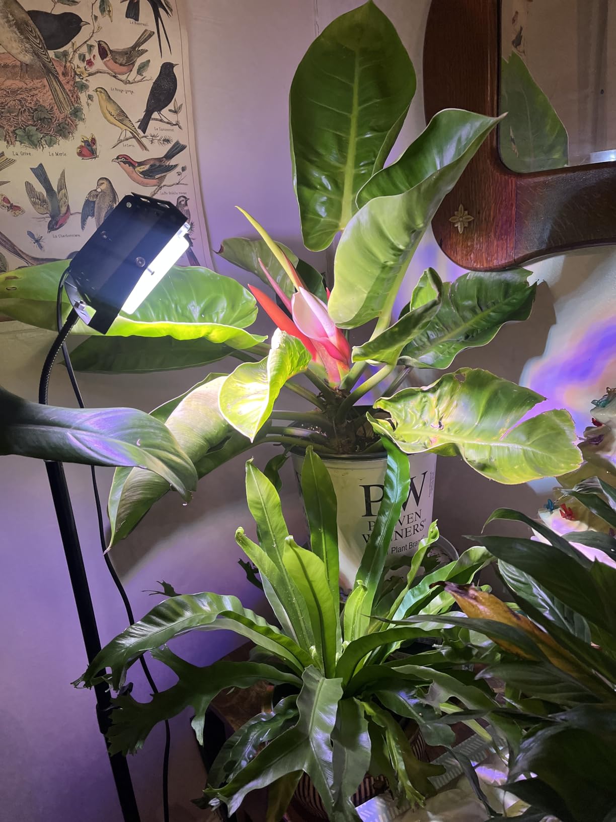 LBW Grow Light with Stand, Full Spectrum Grow Lights for Indoor Plants customer photo 2