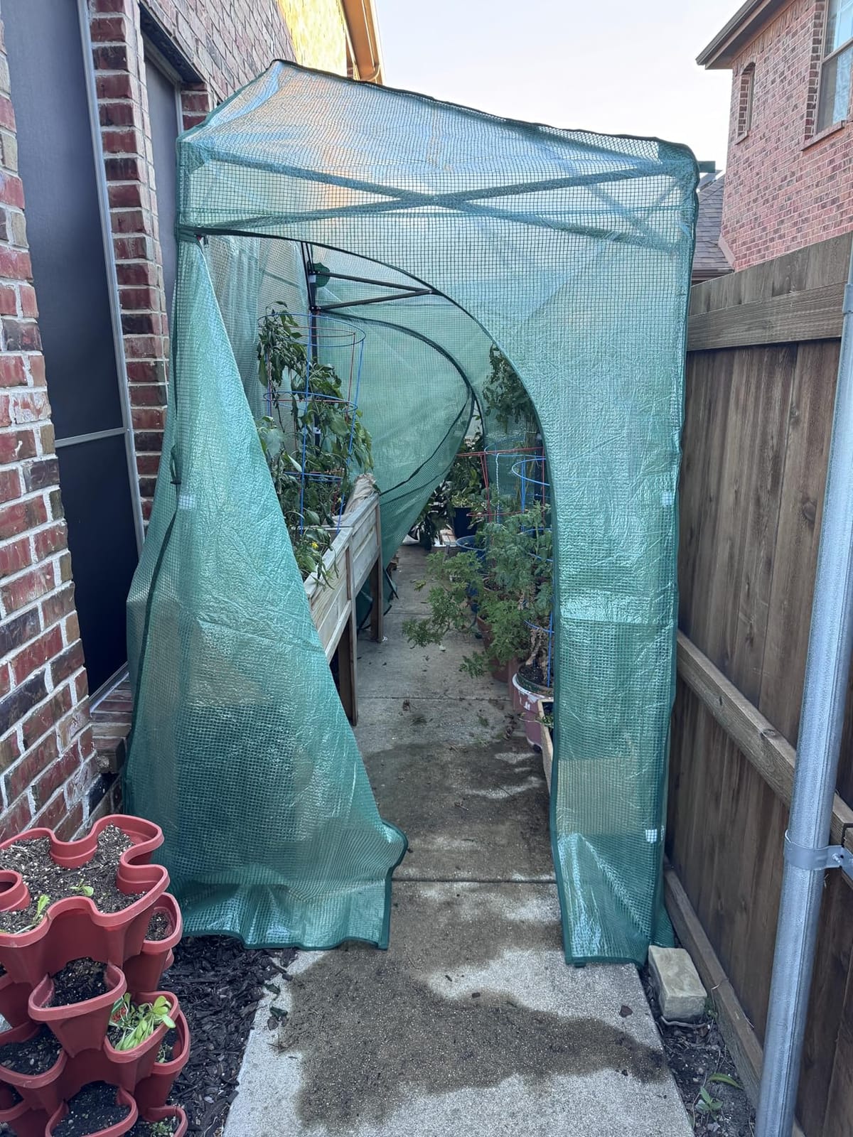 EAGLE PEAK 6x4 Easy Setup Small Pop Up Greenhouse, Clear/Green customer photo 1