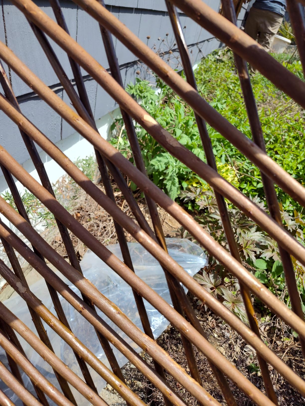 Sumery Nature Willow Trellis Expandable Plant Support Plant Climbing Lattices Trellis Willow Expandable Trellis Fence for Climbing Plants Support 36x92 Inch,Double Panel (1, Willow Wicker Fence) customer photo 2