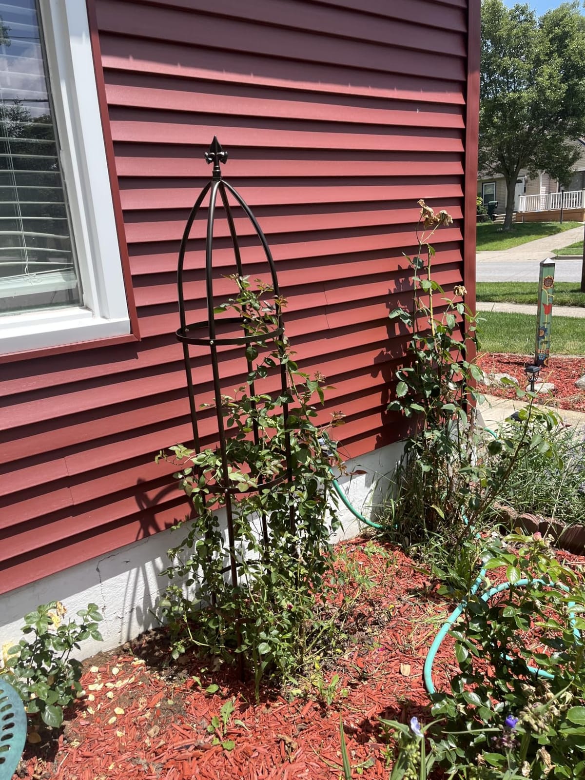 100% Metal Garden Obelisk Trellis Heavy Duty 6.3 ft Tall for Climbing Vines customer photo 1