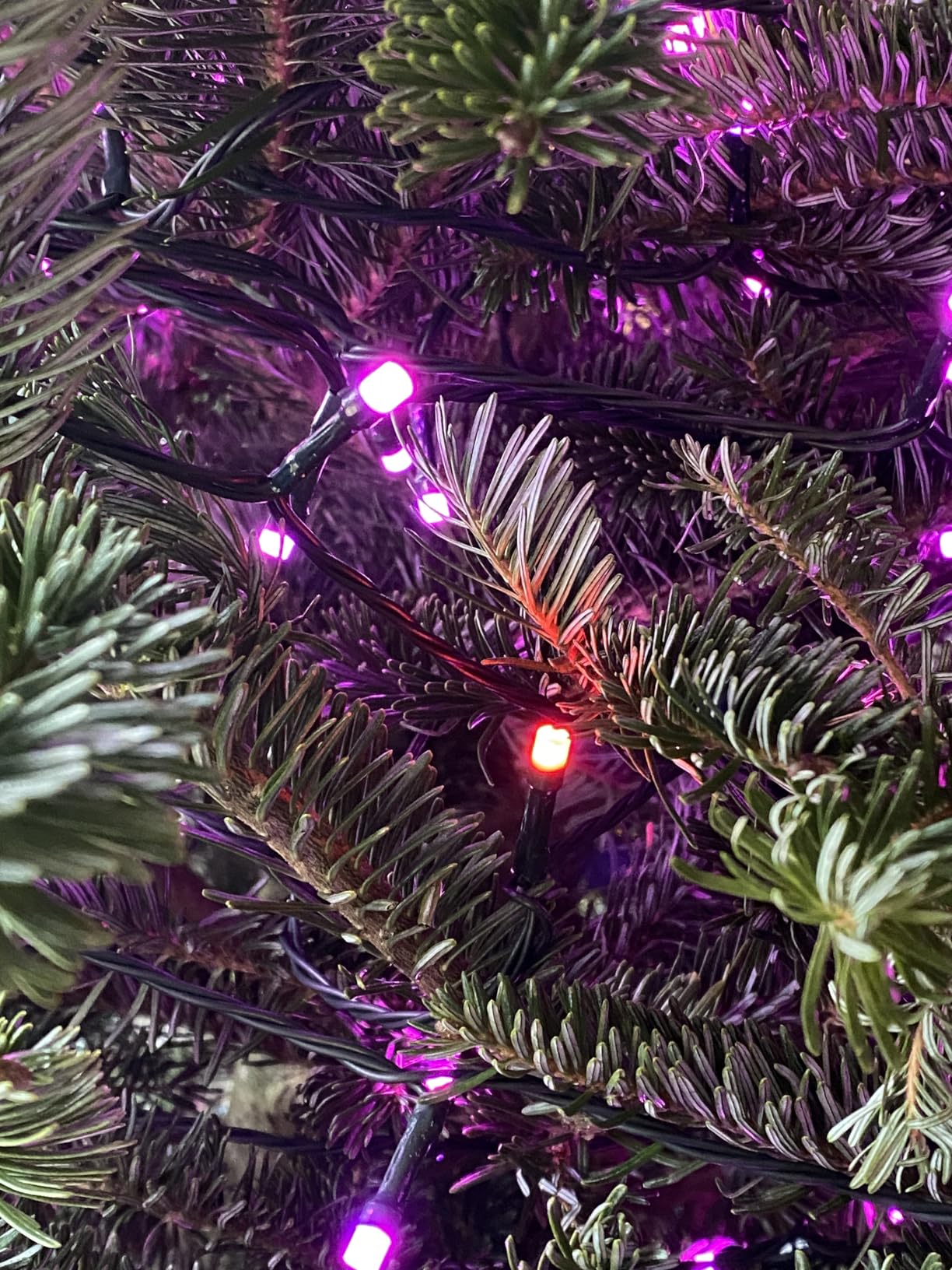 Dazzle Bright 300 LED Christmas String Lights, 100 FT Connectable Waterproof String Lights Green Wire with 8 Modes, Christmas Decorations for Indoor Outdoor Xmas Party Yard Garden (Multi Colored) customer photo 1