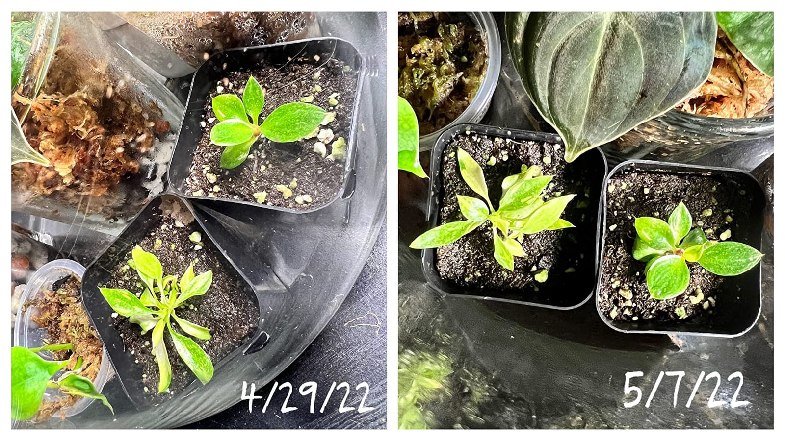 T5 Grow Lights for Seed Starting, 10W x2, Grow Lights for Indoor Plants customer photo 1