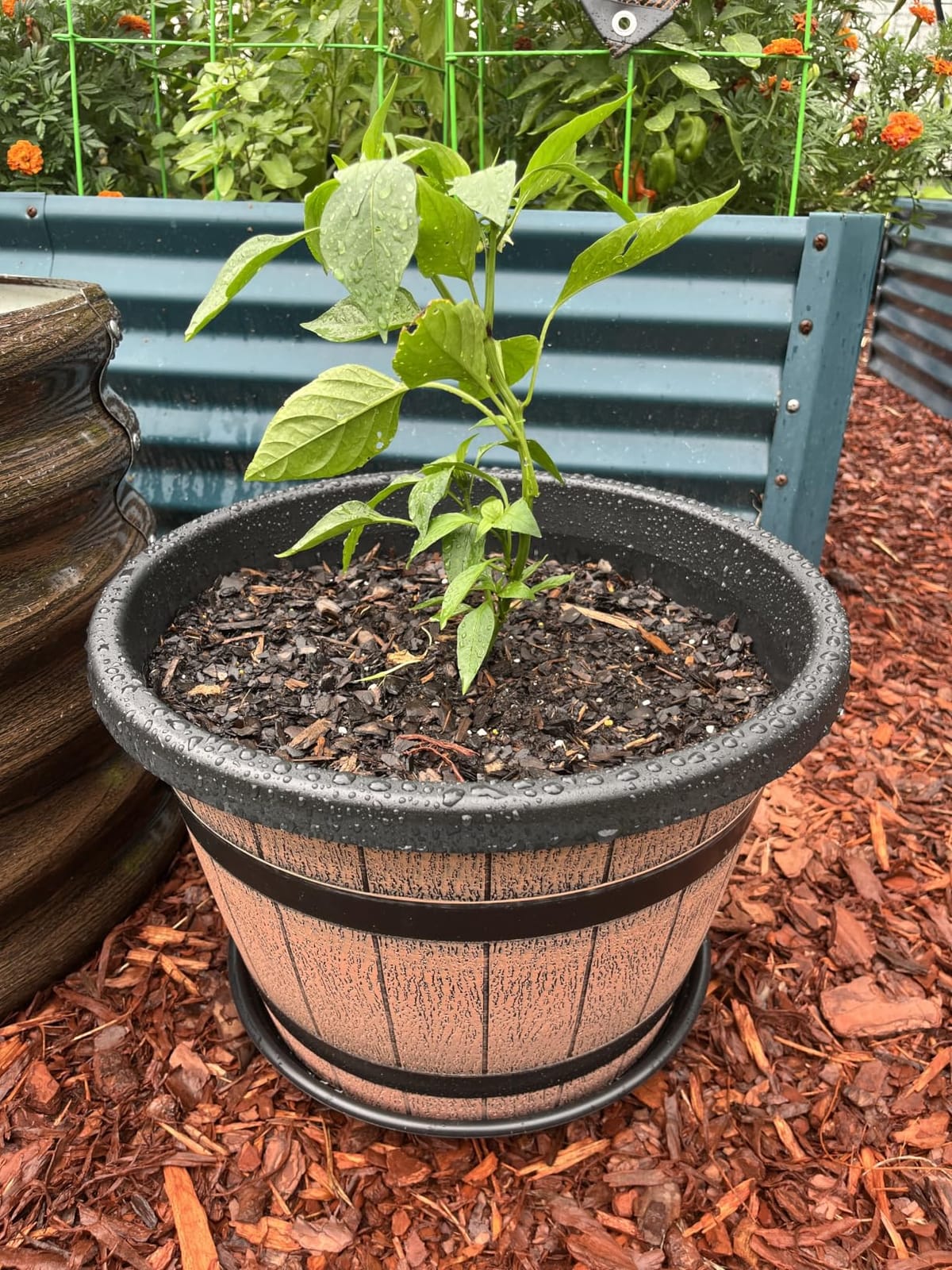 Quarut Large Plastic 3 Pack16 inch Plant Pots,Whiskey Barrel Planters with Drainage Holes & Saucer.Flower Pots Imitation Wine Barrel Design for Indoor & Outdoor Garden Balcony Plants.7 Gallons(Brown) customer photo 1