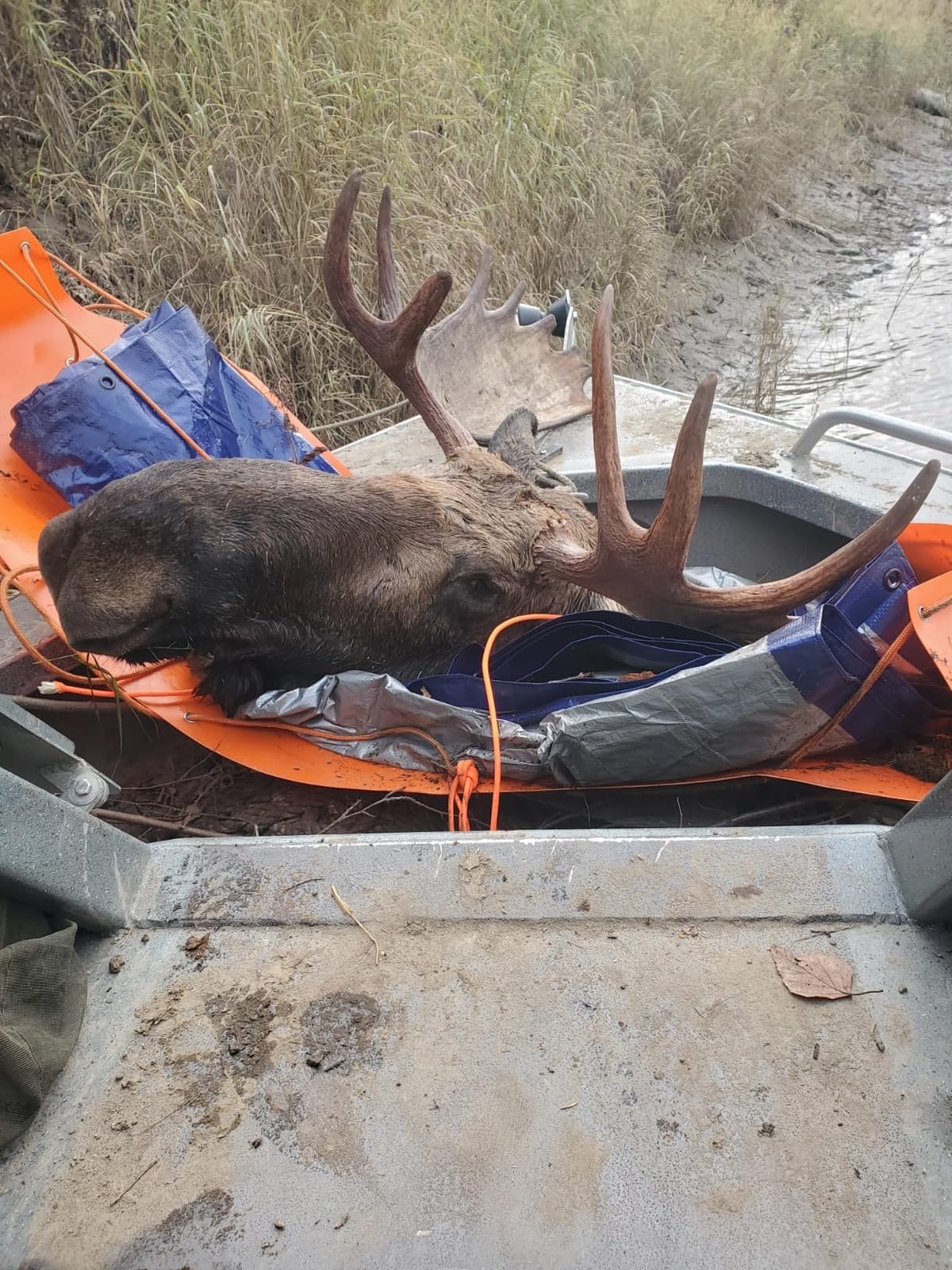Deer Drag Sled Game Glide - Deer Cart Game Hauler Thickened Tear-Resistant Hunting Accessories and Gear for Hauling Hunter's Trophy - Perfect Hunting Gift for Men customer photo 1