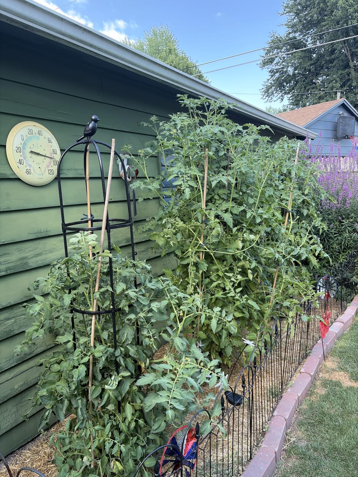 Obelisk Trellis for Climbing Plants Outdoor, 6.2 FT Plant Support for Tomato, Rose, Flowers, Grape, Pea, Cucumber, Rustproof Plastic Coated Metal Plant Tower for Potted Plants - 1PC Garden Trellis customer photo 1