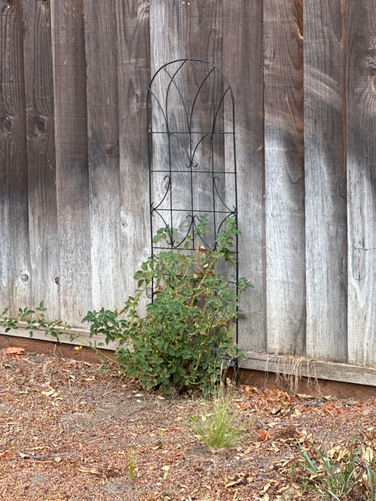 LZRS 2 Pack 71x20in Rustic Iron Arch Decoration Garden Trellis with Black Metal Coating – Perfect for Supporting Climbing Plants Outdoor, Roses, Vines, Flowers, and Vegetables. customer photo 1