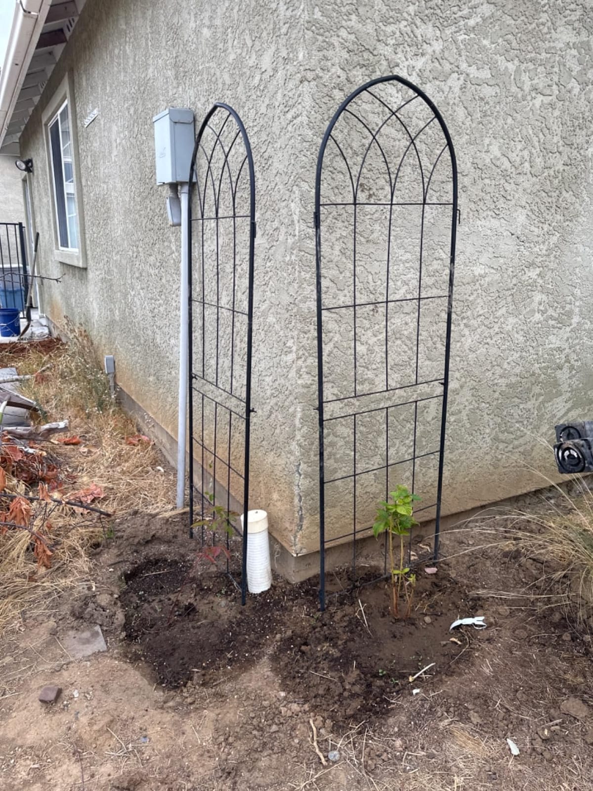 LZRS 2 Pack 71x20in Rustic Iron Arch Decoration Garden Trellis with Black Metal Coating – Perfect for Supporting Climbing Plants Outdoor, Roses, Vines, Flowers, and Vegetables. customer photo 2