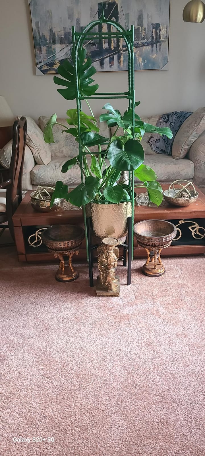 Trellis for Climbing Plants Outdoor, 6FT Garden Obelisk Rustproof PE Coated Metal Potted Plant Climbing Support, Thickened Tube Plant Tower Trellis for Clematis Vine Support Indoor (1 Pack) customer photo 2