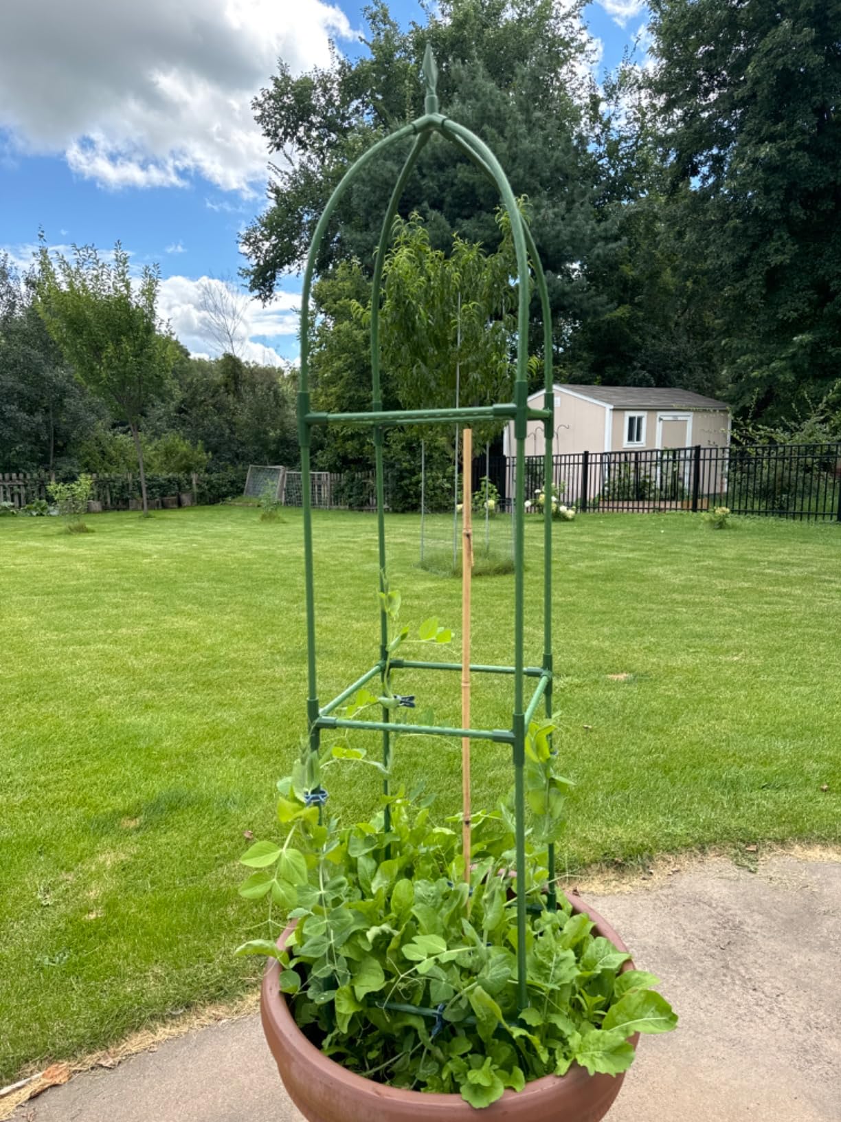 Garden Obelisk Trellis for Climbing Plants, 6FT Garden Obelisk Rustproof PE Coated Metal Potted Plant Climbing Support, Thickened Tube Plant Tower Trellis for Clematis Vine Support Indoor (2 Pack) customer photo 2
