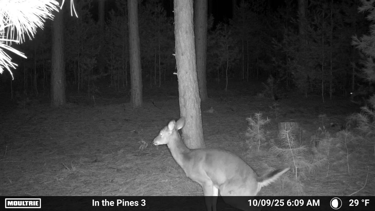 Moultrie Edge 2 Cellular Trail Camera customer photo 1
