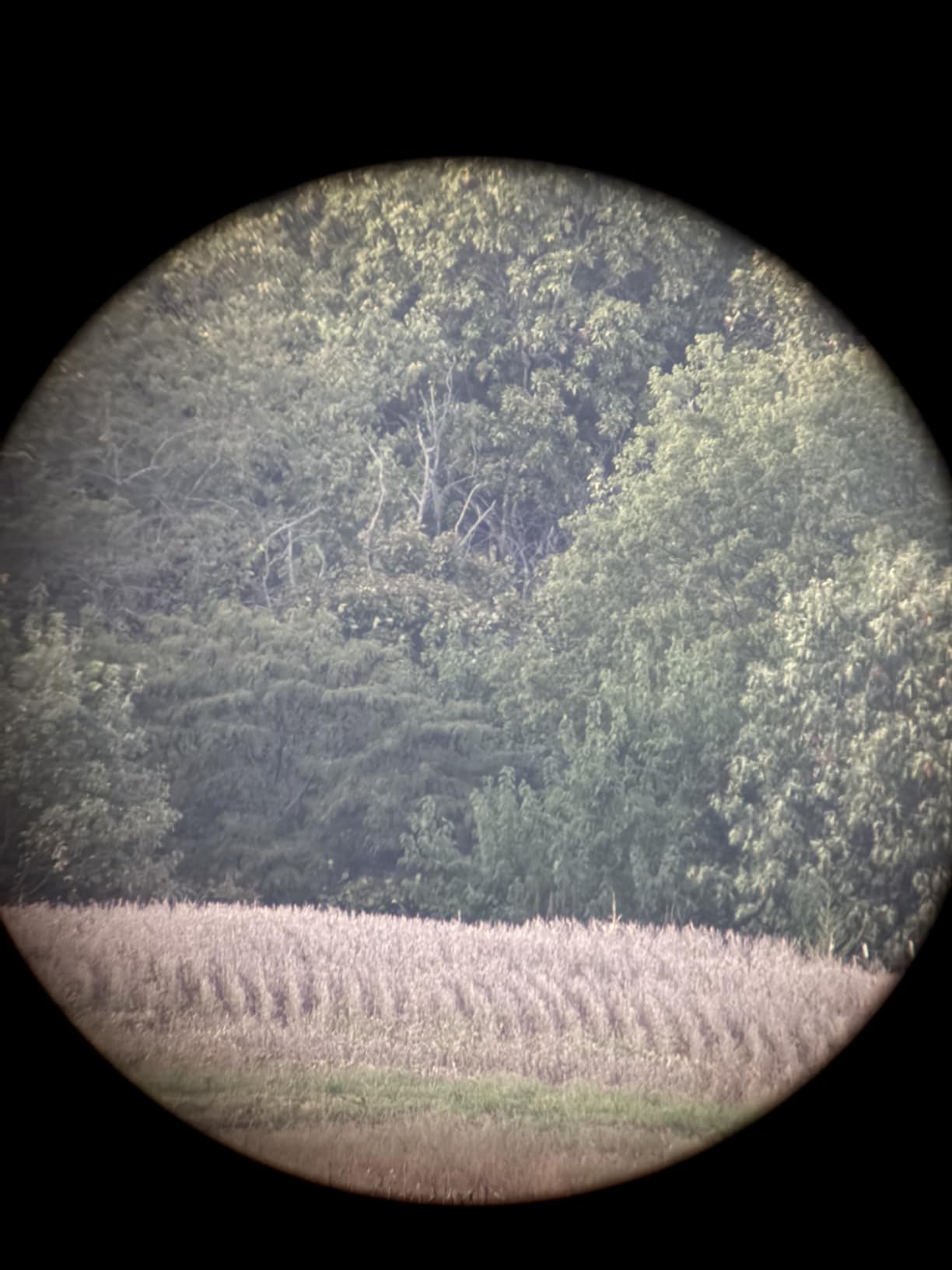 25-75x80 Spotting Scope for Target Shooting with Upgraded Full Size Tripod Carrying Bag and Phone Adapter Spotter Scope for Bird Watching, Wildlife Viewing Camo customer photo 1