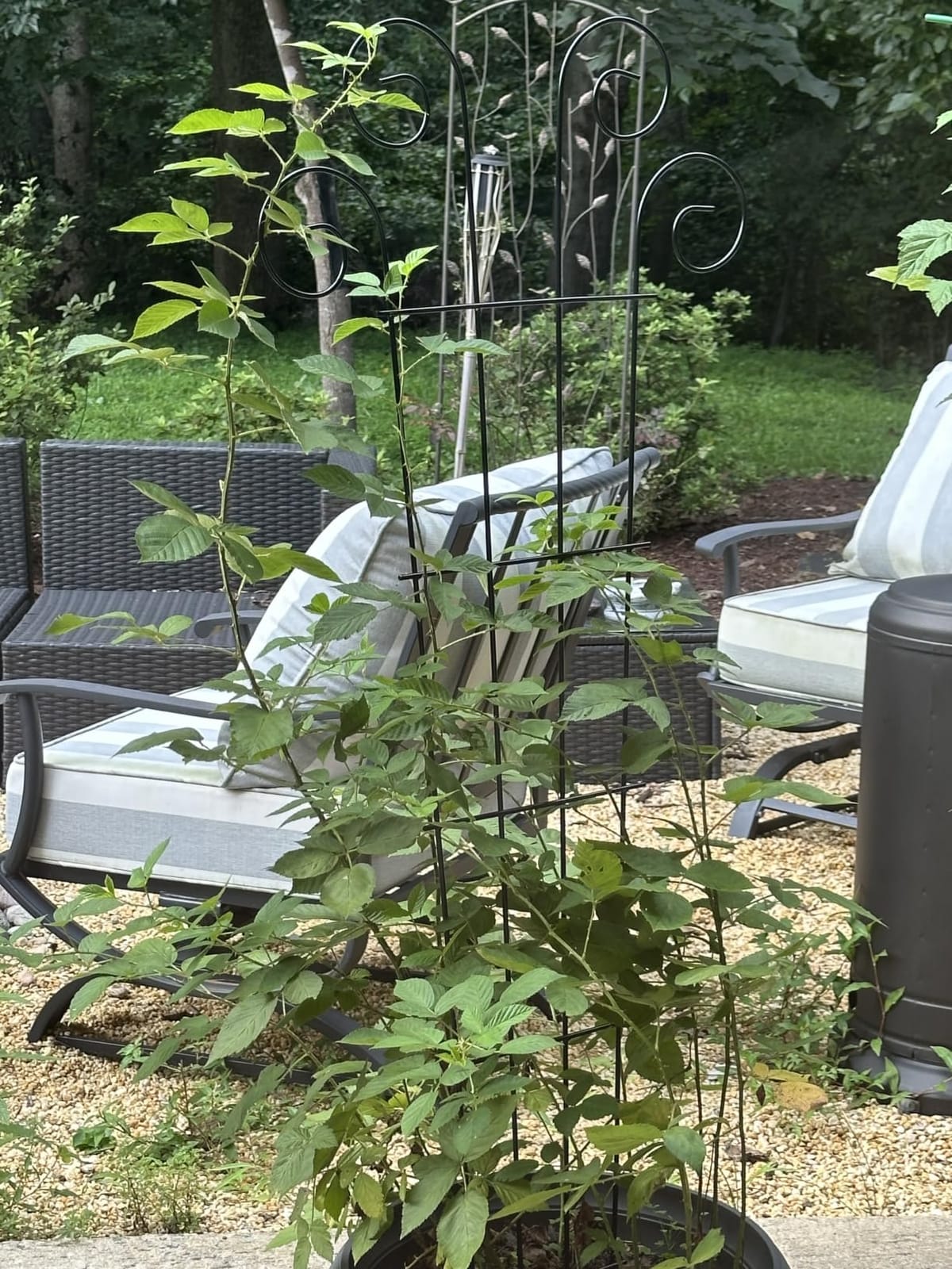 4 Pack 43'' Large Metal Plant Trellis for Climbing Plants customer photo 1