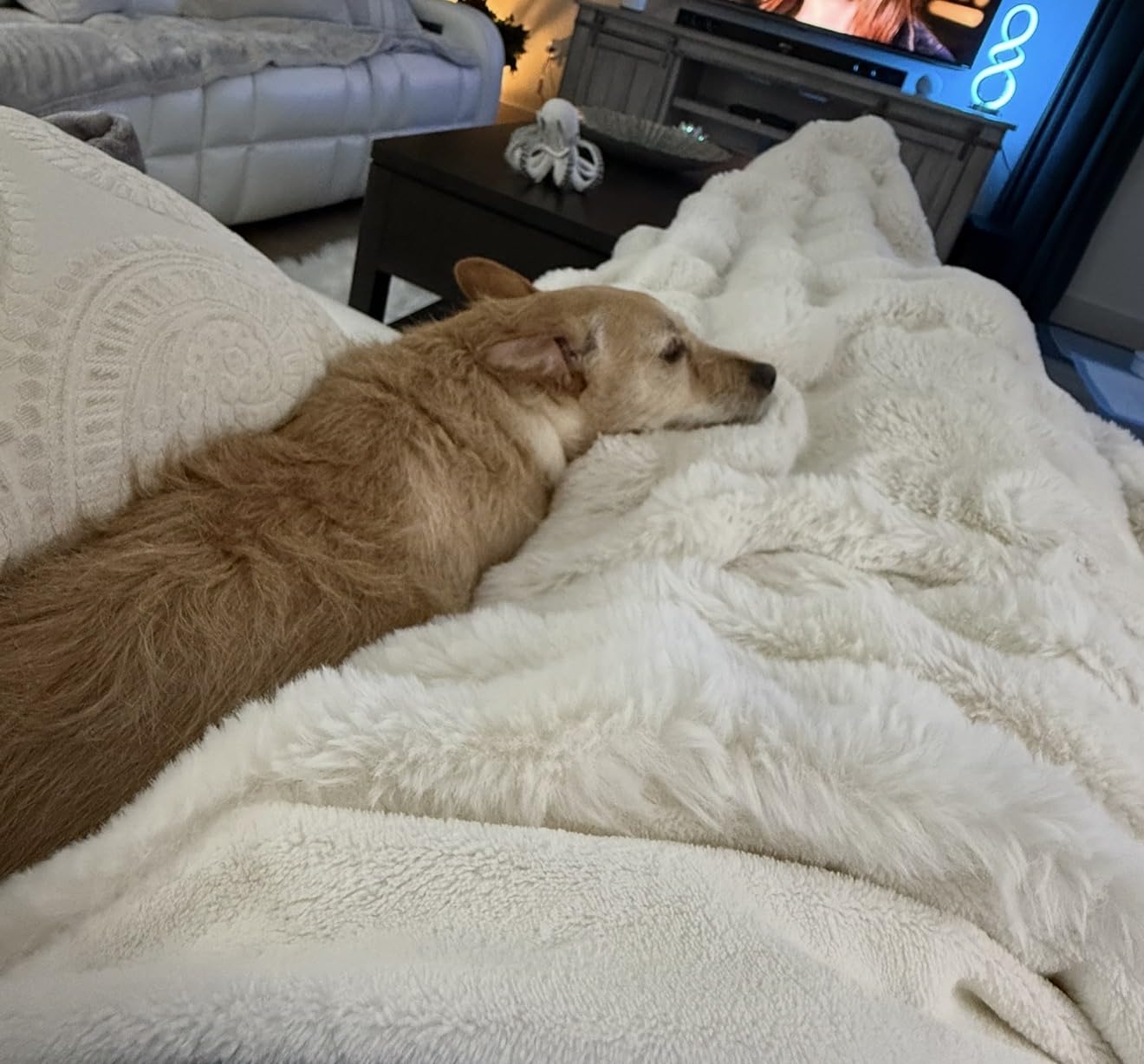 Cozy Bliss Faux Fur Throw Blanket for Couch, Fuzzy Soft Plush Thick Bubble Blanket for Sofa Bedroom Living Room, 50 * 60 Inches Beige customer photo 1