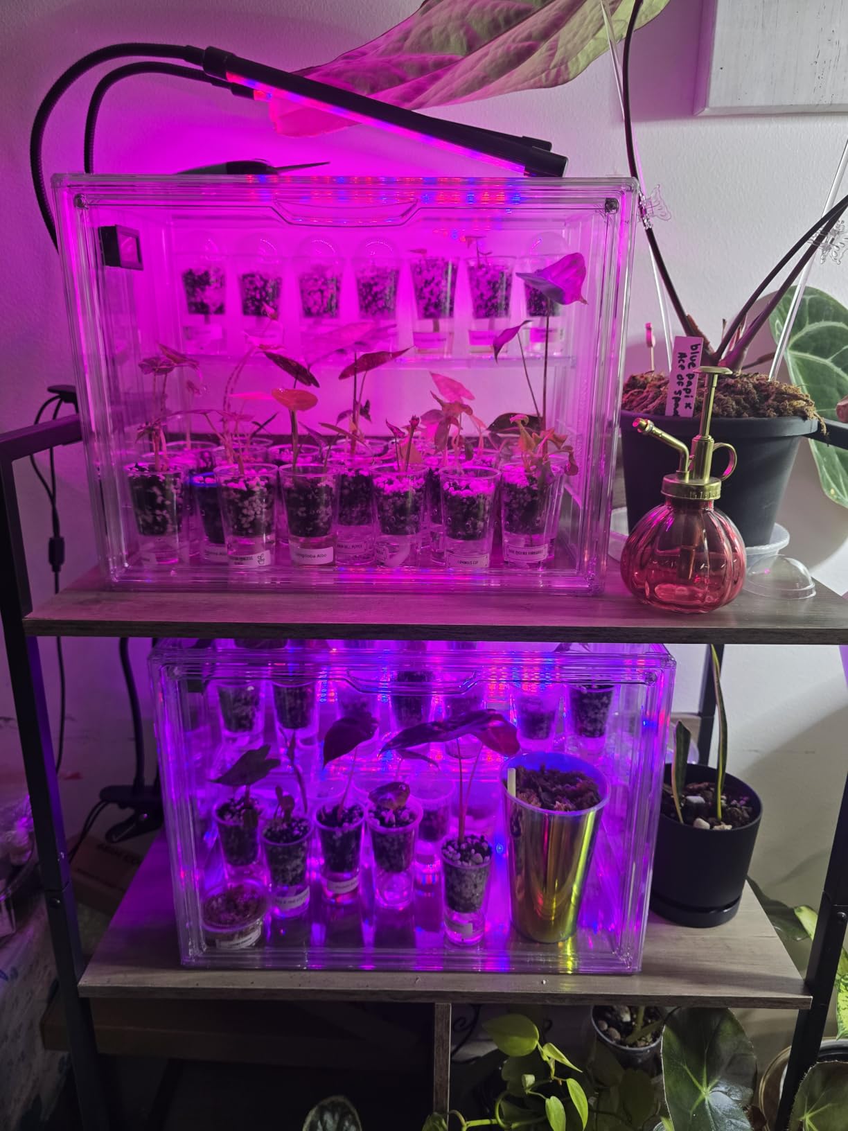 Acrylic Display Case for Collectibles, 4 Tier Figure Display Box customer photo 2