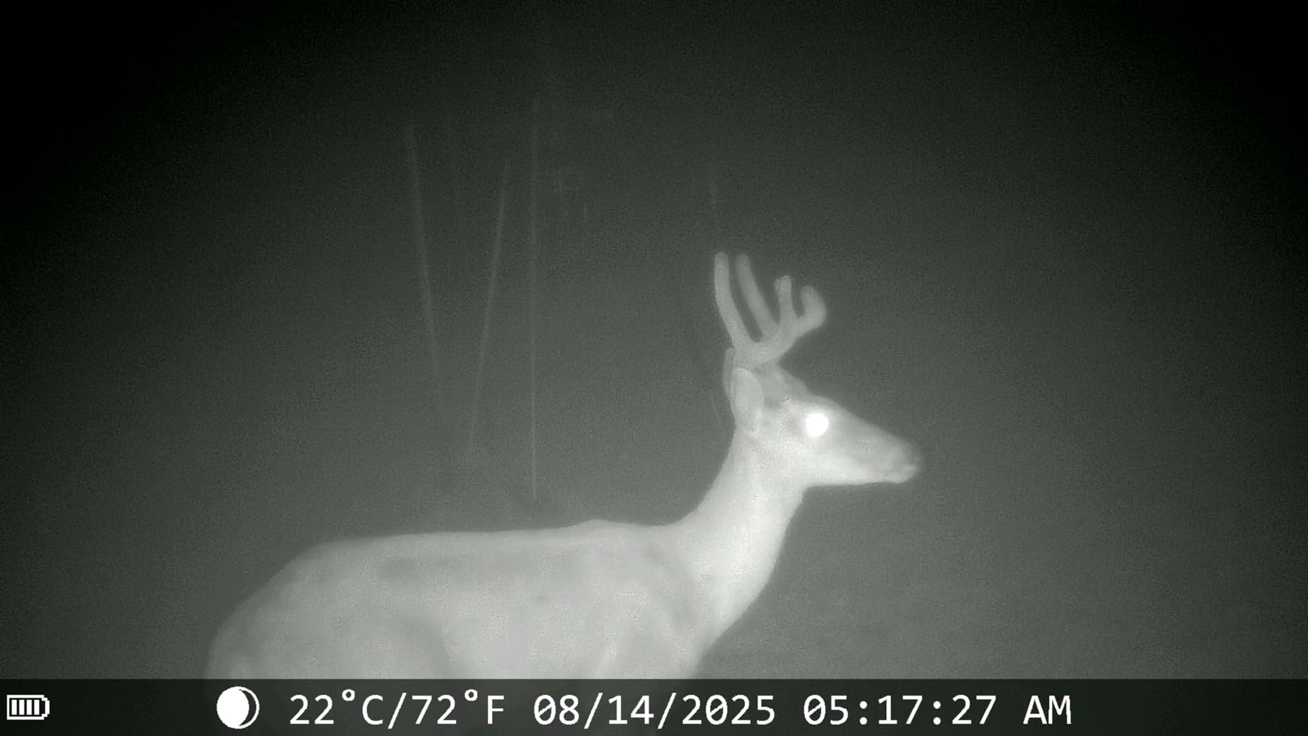 Trail Cameras with Night Vision Motion Activated - WiFi Bluetooth 4K 64MP customer photo 2