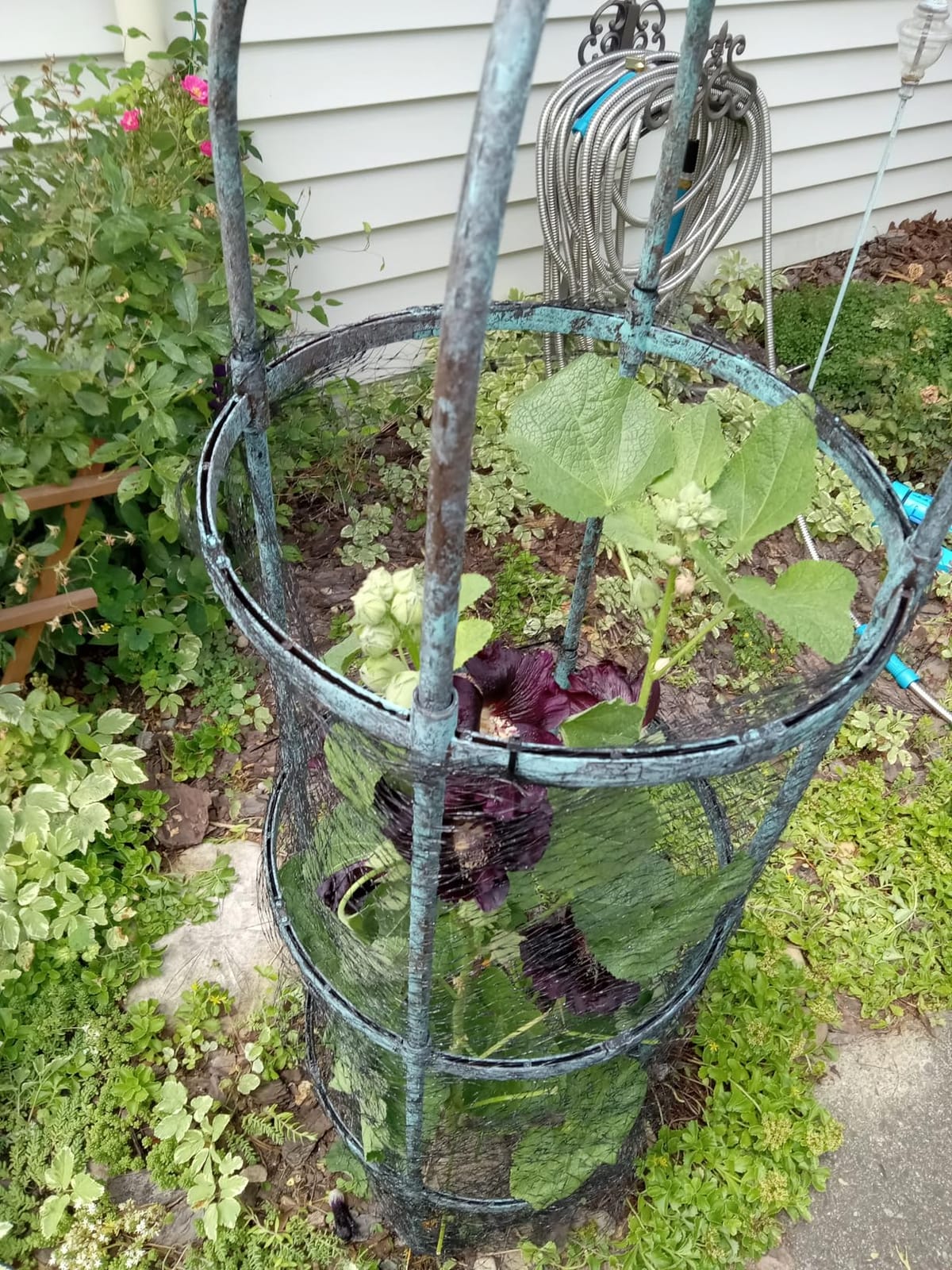4 Pack Garden Obelisk Trellis for Climbing Plants Outdoor, 6FT Adjustable Metal Plant Support with 3 Decorative Tops, Black Rustproof Trellis for Roses, Tomatoes, Clematis & Vines customer photo 1