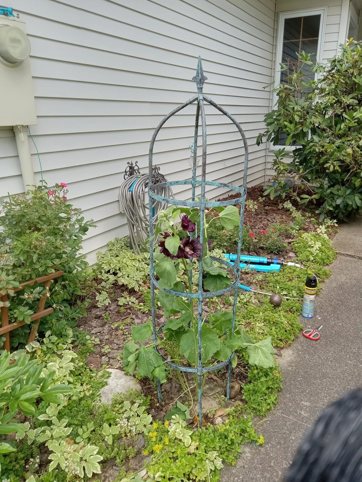 4 Pack Garden Obelisk Trellis for Climbing Plants Outdoor, 6FT Adjustable Metal Plant Support with 3 Decorative Tops, Black Rustproof Trellis for Roses, Tomatoes, Clematis & Vines customer photo 2