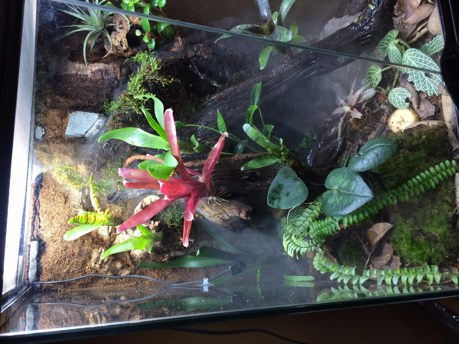 Zoo Med Repti Fogger customer photo 1