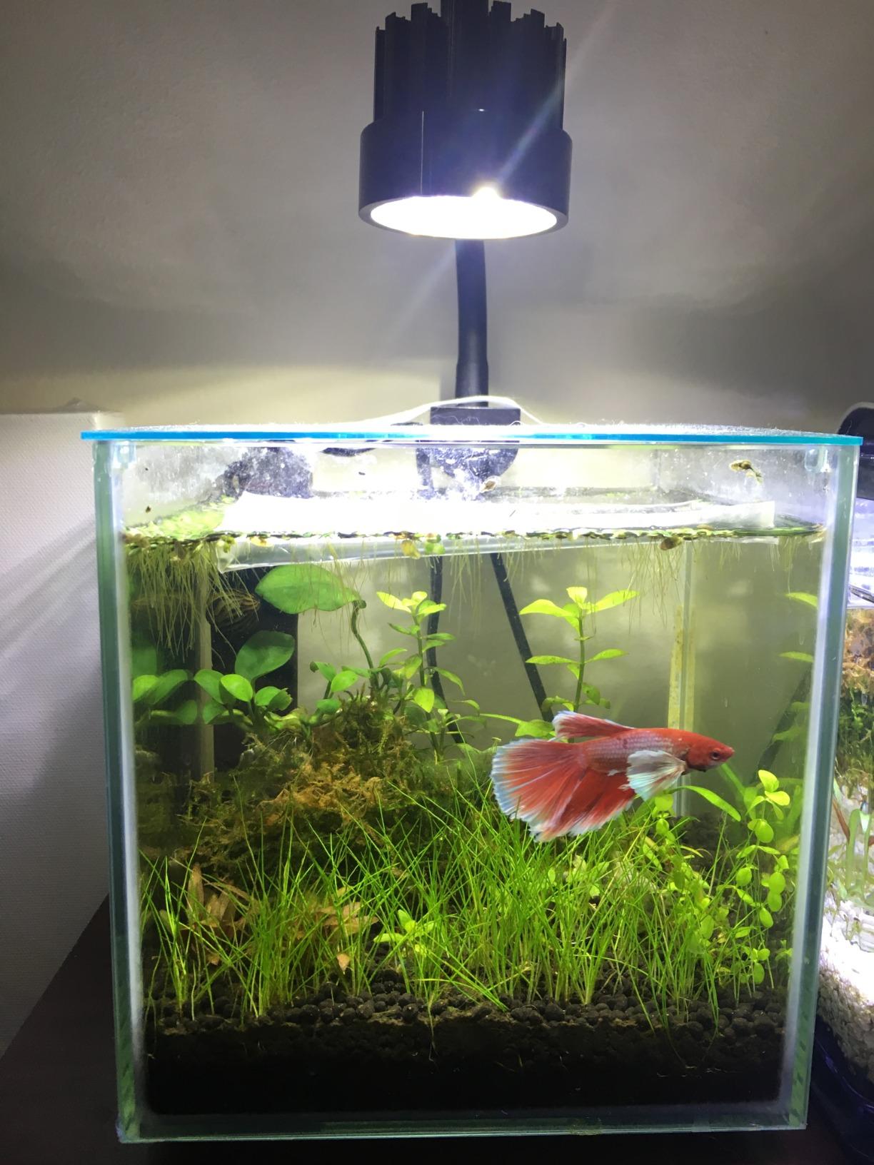 Marina CUBUS Glass Betta Kit – Elegant Glass Aquarium for Homes or Offices customer photo 1