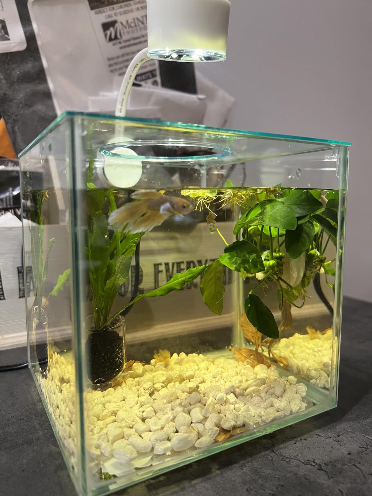 Marina CUBUS Glass Betta Kit – Elegant Glass Aquarium for Homes or Offices customer photo 2