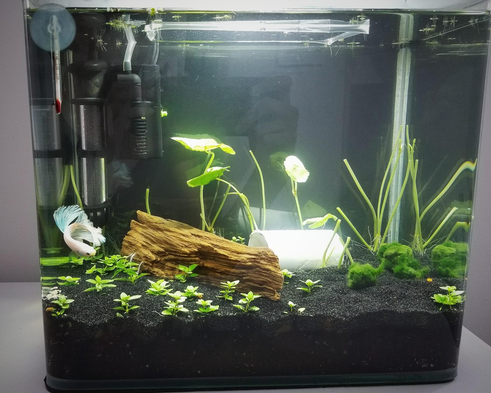 PENN-PLAX Water-World Radius Desktop Nano Aquarium Kit – Come with LED Light, Internal Filter, and Mat – Perfect for Shrimp and Small Fish – 5 Gallon Tank customer photo 1