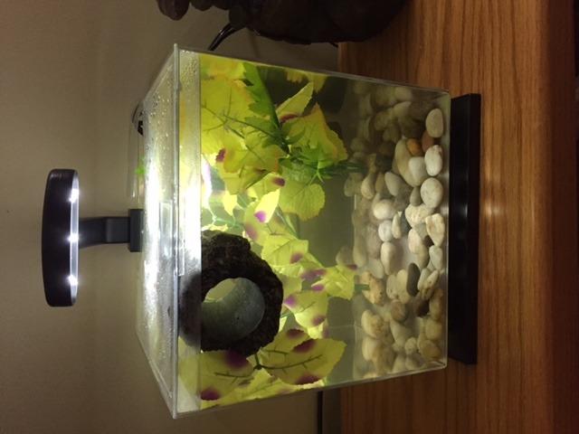 Tetra Cube Starter 3 Gallon Fish Tank Kit for Small Freshwater Fish customer photo 2