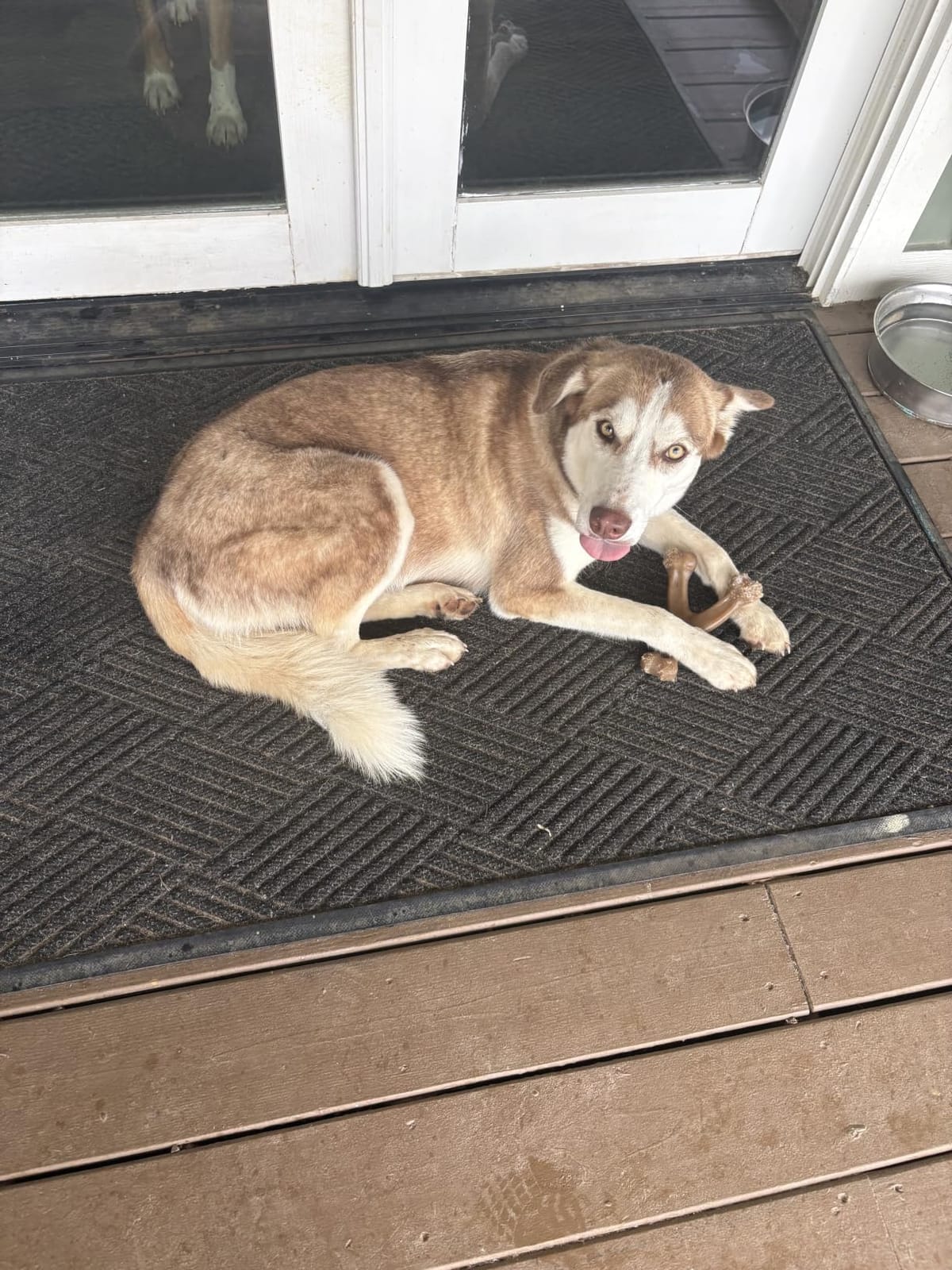 Benebone Wishbone Chew customer photo 2