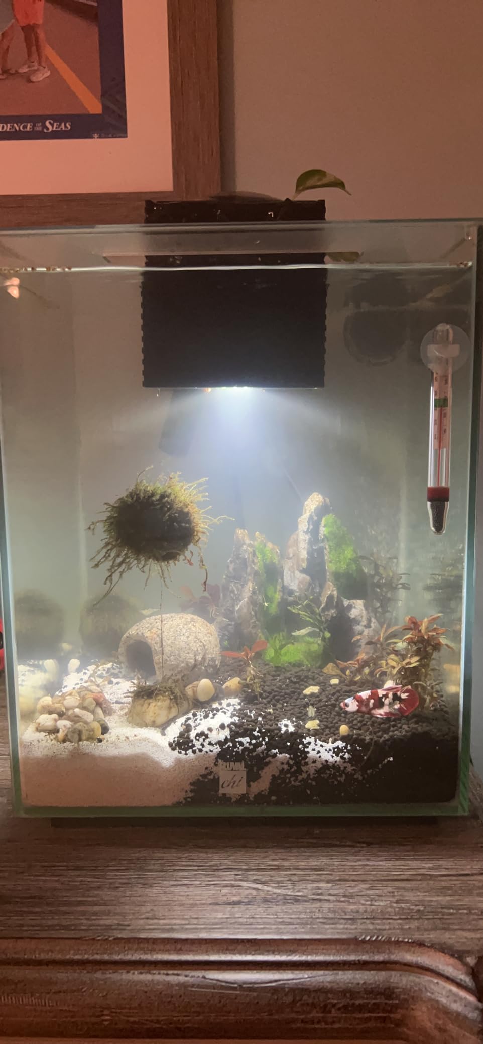 Fluval Chi II Series Aquarium Set, 5-Gallon customer photo 1
