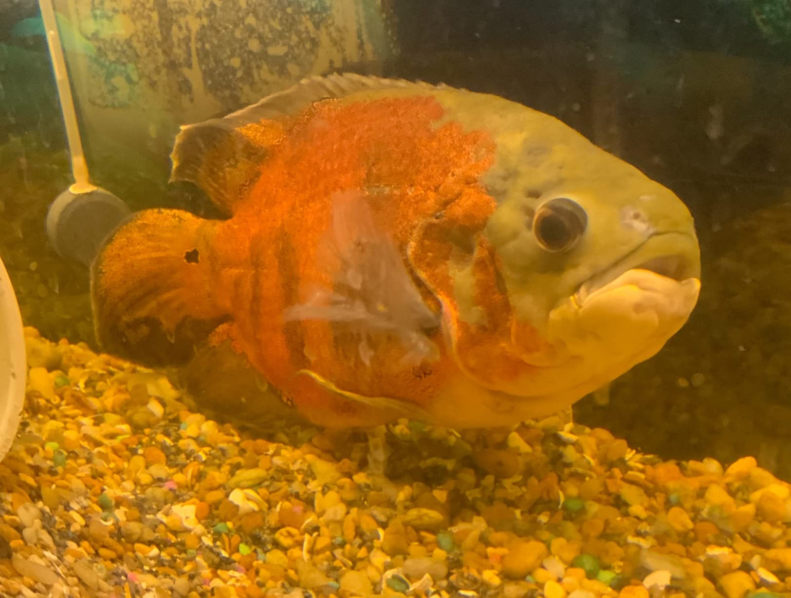 Fluval FX4 High Performance Aquarium Filter, up to 250 Gal. customer photo 1