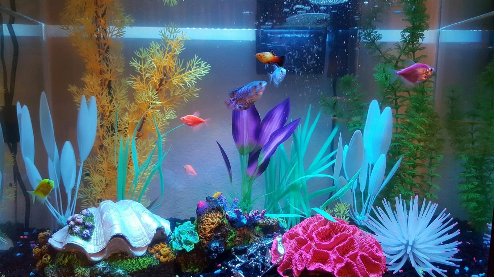 Tetra Color Complete 20 Gallon Fish Tank Kit for Freshwater, Saltwater Fish customer photo 1