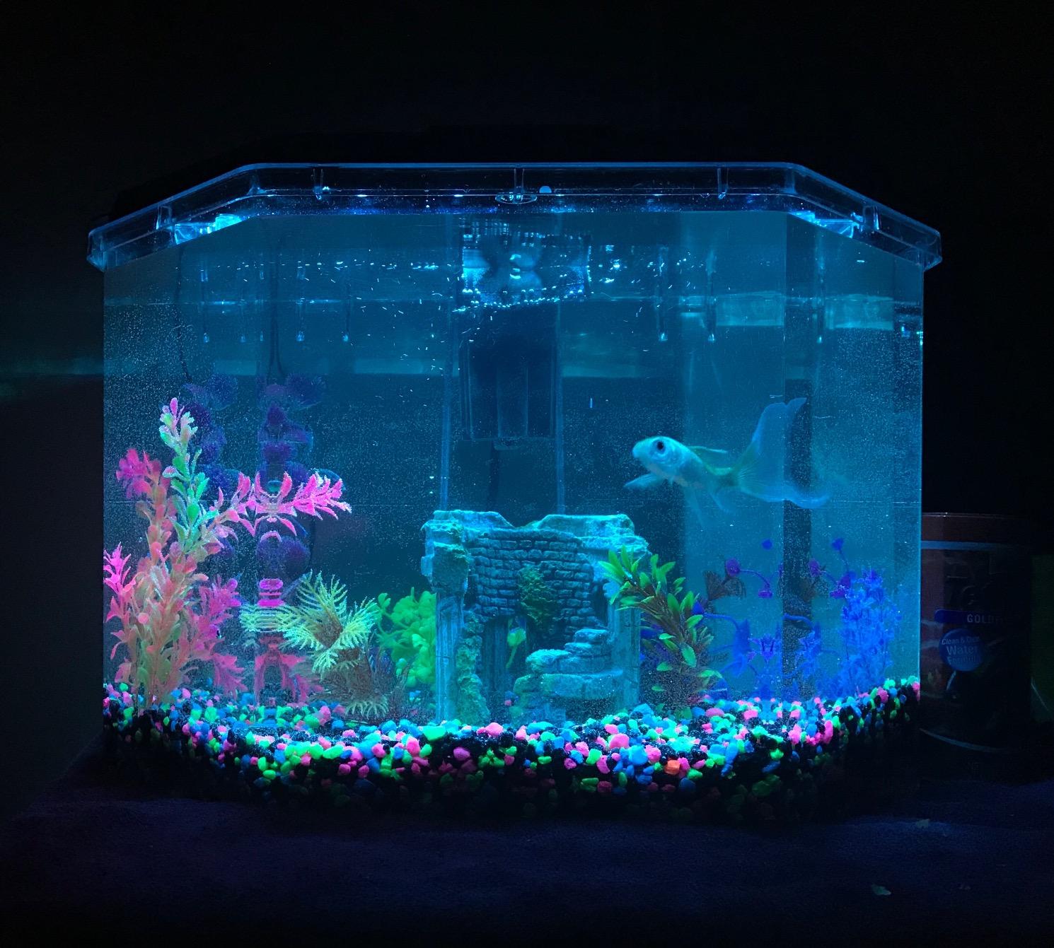 Koller Products Plastic 3-Gallon Aquarium Starter Kit with 4 Colors LED Lighting and Complete Filtration, Ideal for a Variety of Tropical Fish, Betta Fish, Tropical Fish, Cichlids, Ornamental Shrimp customer photo 2