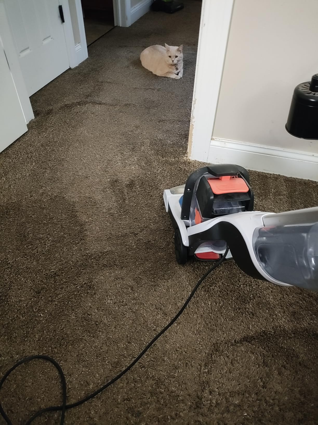 Resolve Ultra Carpet Spray customer photo 1