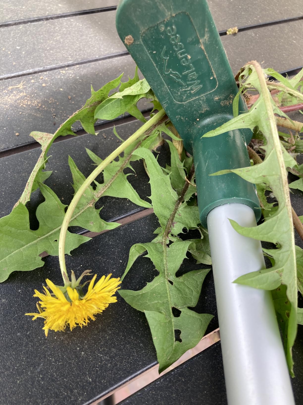 Walensee Weed Puller, Stand Up Weeder Hand Tool, Long Handle Garden Weeding Tool with 3 Claws, Hand Weed Hound Weed Puller for Dandelion, Standup Weed Root Pulling Tool and Picker, Grabber (1 Pack) customer photo 1